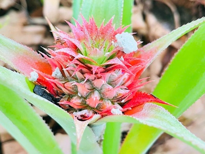 Chủ cần nhượng lại căn nhà vườn đủ cây ăn quả, gần khu du lịch Bò Cạp Vàng 1