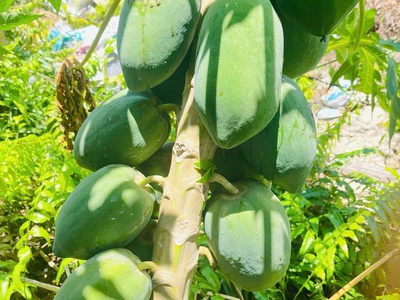 Chủ cần nhượng lại căn nhà vườn đủ cây ăn quả, gần khu du lịch Bò Cạp Vàng 3