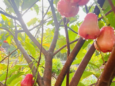 Chủ cần nhượng lại căn nhà vườn đủ cây ăn quả, gần khu du lịch Bò Cạp Vàng 5