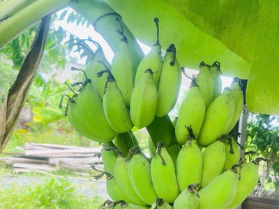 Chủ cần nhượng lại căn nhà vườn đủ cây ăn quả, gần khu du lịch Bò Cạp Vàng 6