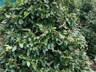 2600 cây mai vàng xã Lương Hòa, Bến Lức,Long An giá 330 triệu 5