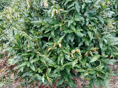 2600 cây mai vàng xã Lương Hòa, Bến Lức,Long An giá 330 triệu 1