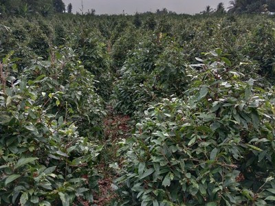 2600 cây mai vàng xã Lương Hòa, Bến Lức,Long An giá 330 triệu 3