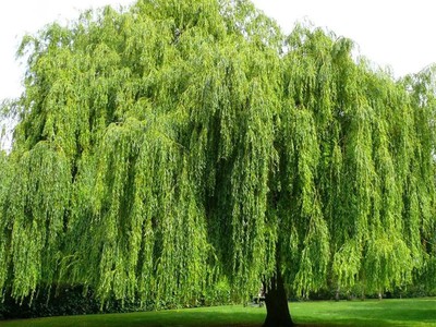 Những loại cây nên tránh trồng trước nhà theo phong thủy: Bí quyết mang lại may mắn và tài lộc 0