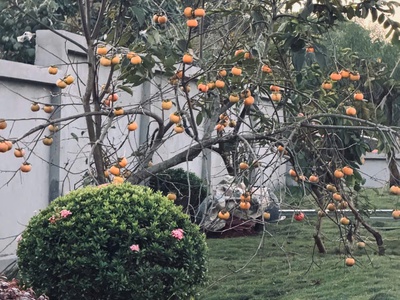 Nhà vườn mộc châu bán cắt lỗ,mới xây xong vị trí gần đồi chè trái tim, diện tích rộng, 1