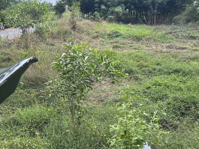 Chính chủ cần bán  gấp lô đất ở tân hiệp, phú giáo, tỉnh bình dương 3