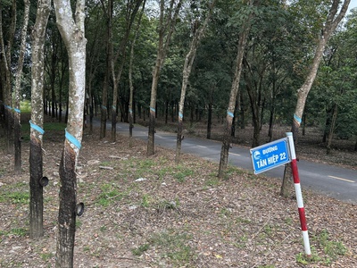 Chính chủ cần bán  gấp lô đất ở tân hiệp, phú giáo, tỉnh bình dương 4