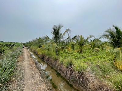 9164m2 đất vườn ấp 9 Lương Hòa,Bến Lức ,Long An giá 6,5 tỷ 6