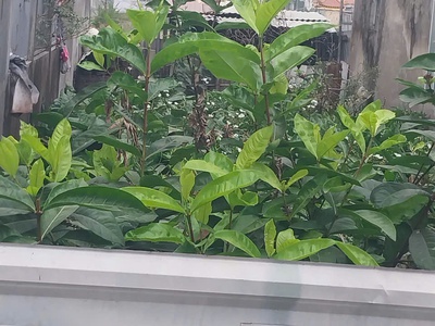 Ngon Bổ Rẻ Bán Gấp lô đất 99m Hạ Đoạn 3 chỉ 1,6 tỷ 1