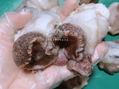 Ốc giấy là ốc gì 0