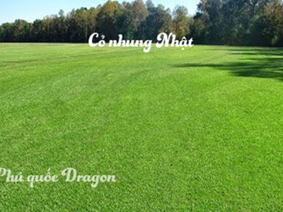 Bán cỏ nhung Nhật, cỏ trồng vườn, sân banh tại Đồng Nai, HCM 0