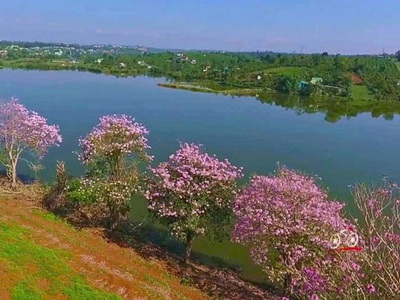 Cơ hội đầu tư vàng - biệt thự sang trọng gần 500m2 tại bùi thị xuân, p1, bảo lộc, lđ, 21 tỷ vnd 1