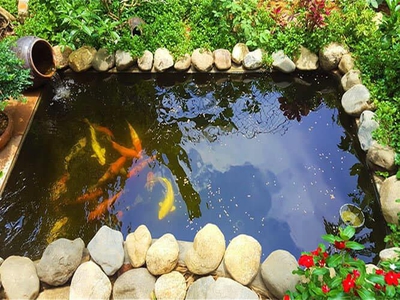 Thi công hồ cá koi, chăm sóc hồ cá tại Đồng Nai, HCM giá rẻ 0