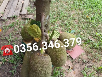 Nhà vườn Nhơn Trạch 3 mặt tiền, giáp sông mát mẻ, đủ cây ăn trái. 7