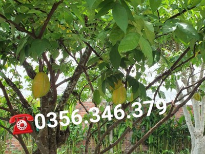 Nhà vườn Nhơn Trạch 3 mặt tiền, giáp sông mát mẻ, đủ cây ăn trái. 8