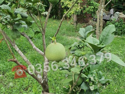 Nhà vườn Nhơn Trạch 3 mặt tiền, giáp sông mát mẻ, đủ cây ăn trái. 9