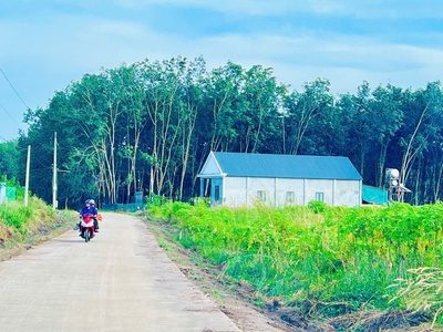 Bán lô đất 1621m 100m thổ cư tại Đồng Phú Giá chỉ 275 triệu bán nguyên lô 2