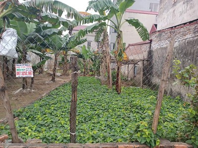 Bán đất ngay bv phương đông đh mỏ 20m ra phố ô tô tránh, mặt tiền rộng 46m nhỉnh 4 tỷ 0