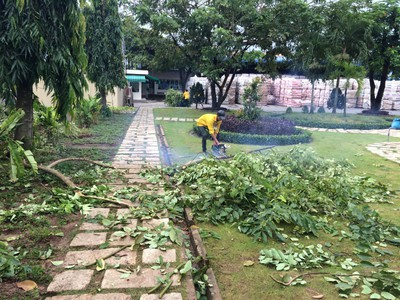 Dịch vụ chặt cây,cưa cây an toàn tại Đồng Nai, Long An 0