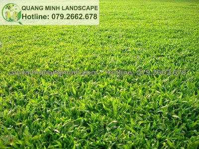 Cung cấp cỏ lá gừng, cỏ sân vườn tại Đồng Nai, Long An giá rẻ 0