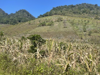 Bán đất 2600m  view thung lũng đẹp, TTNT Mộc Châu, giá chỉ 1,3 tỷ 7