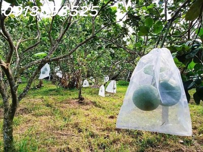 1000m2 nhà vườn sát chợ, đường 12m, đầy đủ điện nước 3