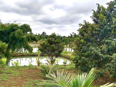 1000m2 nhà vườn sát chợ, đường 12m, đầy đủ điện nước 0
