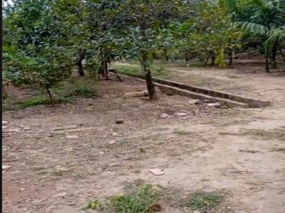Chính chủ cần bán đất vườn thôn khánh tân - sài sơn - quốc oai - hà nội 1