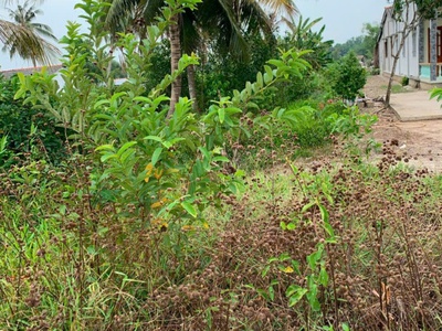 Chính chủ cần bán đất ở xã đức tân - h.tân trụ - long an. 0