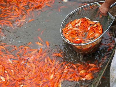 Bán cá chép đỏ tiễn ông công, ông táo về trời giá tại ao 0