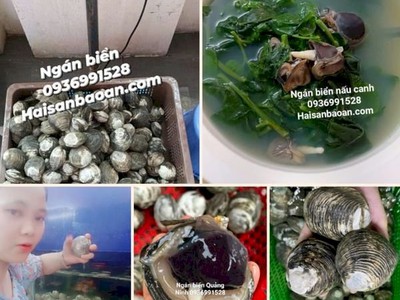 Báo Giá Ngán Biển Tuyển Chọn Vip 0