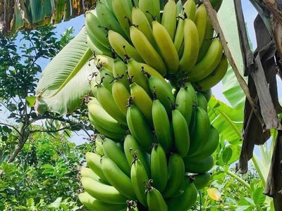 Vỡ nợ cần bán lỗ 3500 m2. giá 310tr đường 10m, có nhà vườn nhỏ. 2