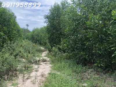 Chỉ 375 triệu/ sào lô đất 1.6 hecta lô 2 đường nhựa phạm thế hiển, tân bình, thị xã lagi giảm 50, 2