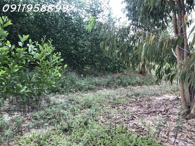 Chỉ 375 triệu/ sào lô đất 1.6 hecta lô 2 đường nhựa phạm thế hiển, tân bình, thị xã lagi giảm 50, 3