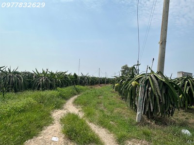 Bán gấp 145m x 84m đất ont lô 2 lý thái tổ - tân tiến - tx lagi gần biển chỉ 1.5tr/m2 4