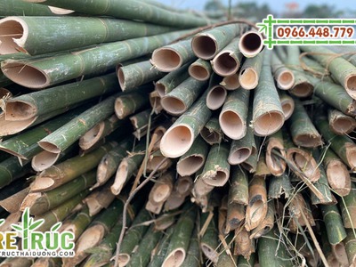 Cung cấp cây tre lồ ô giá rẻ chất lượng tại TPHCM 0