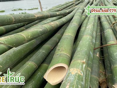 Cung cấp cây tre lồ ô giá rẻ chất lượng tại TPHCM 1
