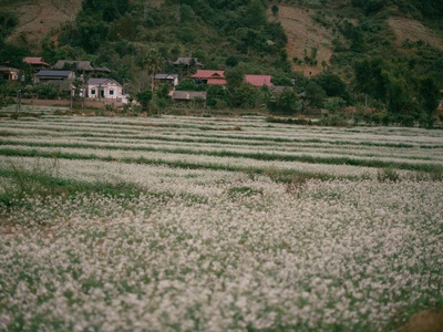 Bán đất nghỉ dưỡng 5000m2 view đồi chè xanh mát, tiềm năng homestay 2