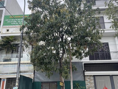 Bán Lk3-3 Sau Cây Xăng Cao Xanh,Hà Khánh A. DT:67.5m2,MT:4.5m.H:Tây Nam 0