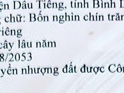 Bán 2,6 héc ta đất sản xuất kinh doanh ở Dầu Tiếng, Bình Dương 2