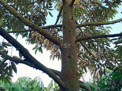 Đất rẫy 2 hecta trồng cà phê, tiêu, sầu riêng xen canh đăk lăk 1