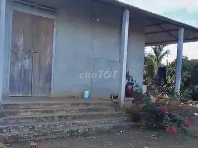 Đất rẫy 2 hecta trồng cà phê, tiêu, sầu riêng xen canh đăk lăk 3