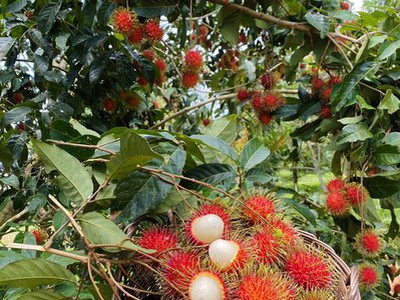 Kẹt tiền cần bán gấp lô đất vườn gia kiệm 6800m2 - Giá chỉ 850tr 1