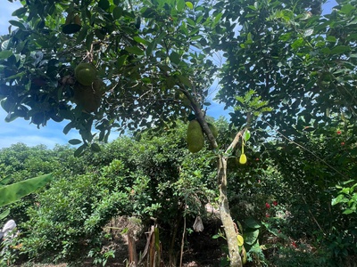 Kẹt tiền cần bán gấp lô đất vườn gia kiệm 6800m2 - Giá chỉ 850tr 3