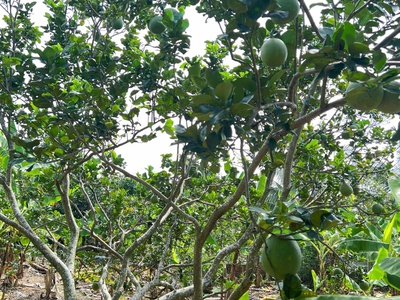 Kẹt tiền cần bán gấp lô đất vườn gia kiệm 6800m2 - Giá chỉ 850tr 6