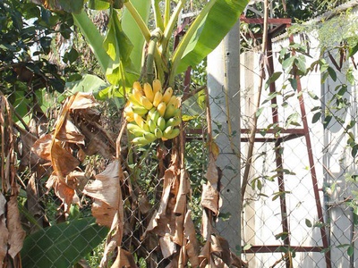 Bán đất vườn 750tr diện tích 2500m2 2