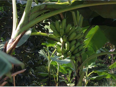 Bán đất vườn 750tr diện tích 2500m2 4