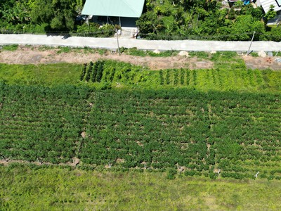 Đất gò dầu - tây ninh siêu hot 3