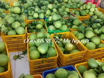 Đại lý phân phối sỉ - lẻ Sóng nhựa, sọt nhựa, khay nhựa đựng nông sản, trái cây 5