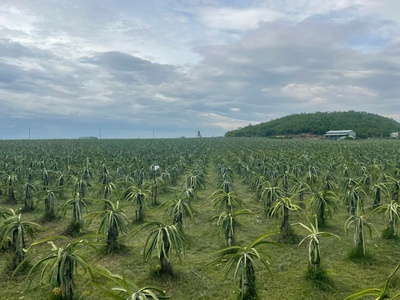 Bán vườn thanh long ruột đỏ, Khu vực đá quý Xã Hồng Liêm, Huyện Hàm Thuận Bắc, Bình Thuận 0